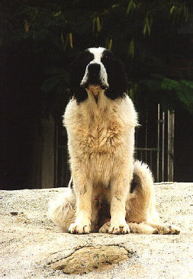 Senda.jpg (28587 byte)