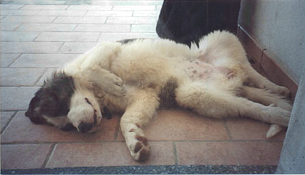 biola.jpg (21856 byte)