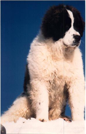 consuelo_neve.jpg (24156 byte)