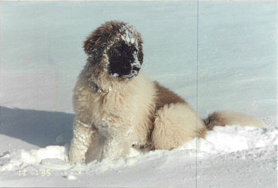 darko_neve.jpg (16946 byte)