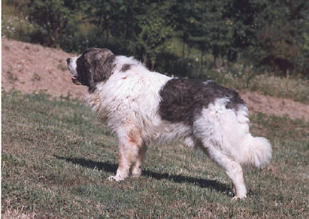 yoni.jpg (36716 byte)